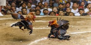 Đá gà mạng ăn tiền vận hành hoàn toàn trên nền tảng số